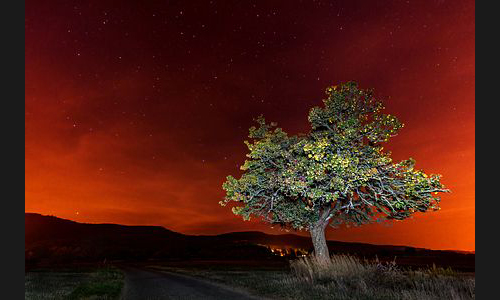 Planzen_Tiere_907_DS9_9578_Birnbaum in der Nacht